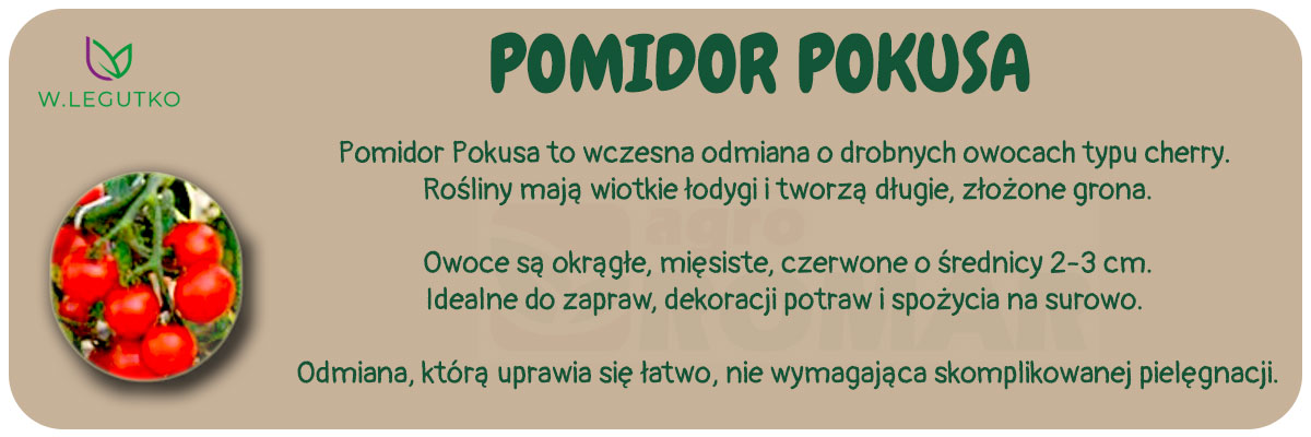 Nasiona pomidora Pokusa 0.6g, W. Legutko – wczesna odmiana o drobnych owocach typu cherry, idealna do zapraw i dekoracji.